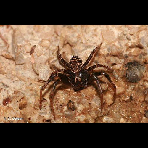 <i>Xysticus gallicus</i> Simon, 1875 © S. Déjean