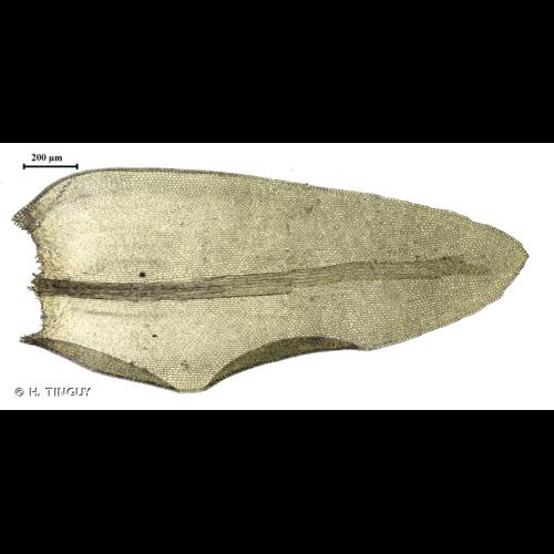 <i>Racomitrium aciculare</i> (Hedw.) Brid., 1819 © H. TINGUY