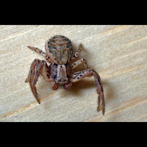 <i>Xysticus lanio</i> C.L. Koch, 1835 © C. Quintin