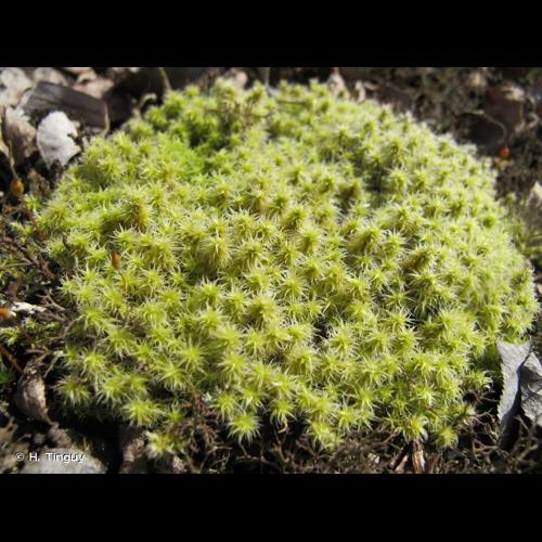 <i>Racomitrium canescens</i> (Hedw.) Brid., 1819 © H. Tinguy