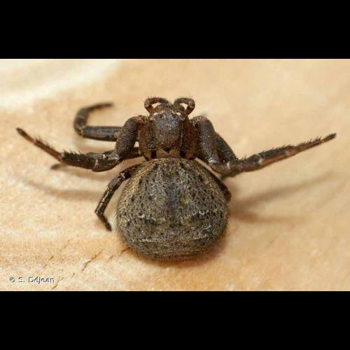 <i>Xysticus acerbus</i> Thorell, 1872 &copy; S. Déjean