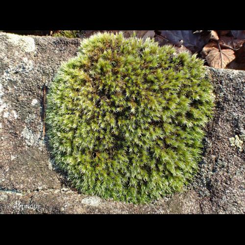 <i>Racomitrium heterostichum</i> (Hedw.) Brid., 1819 © H. TINGUY