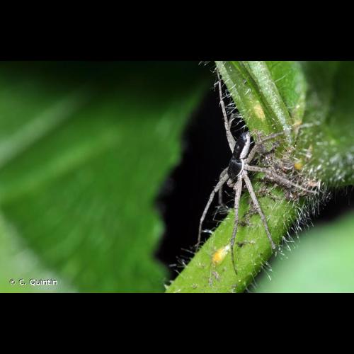 <i>Philodromus dispar</i> Walckenaer, 1826 © C. Quintin