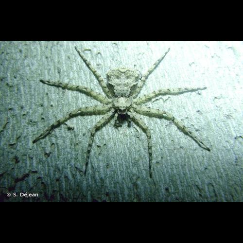 <i>Philodromus poecilus</i> (Thorell, 1872) © S. Déjean