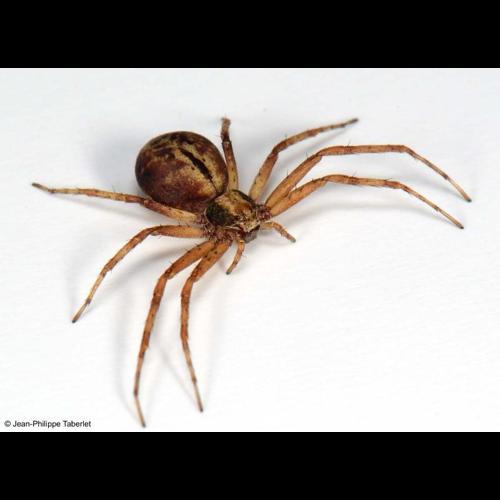 <i>Philodromus aureolus</i> (Clerck, 1758) © NULL