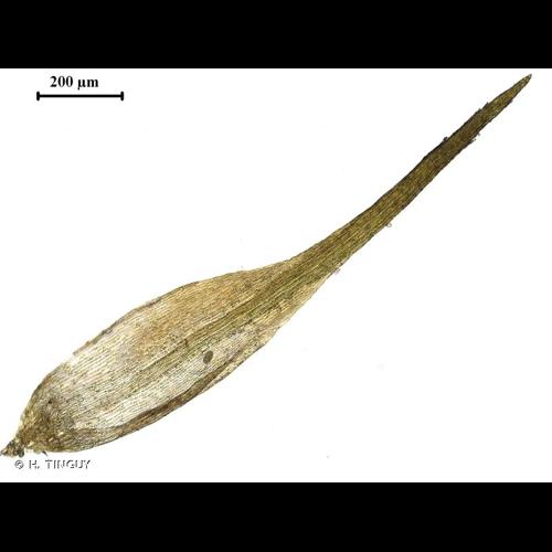 <i>Seligeria calcarea</i> (Hedw.) Bruch & Schimp., 1849 © H. TINGUY