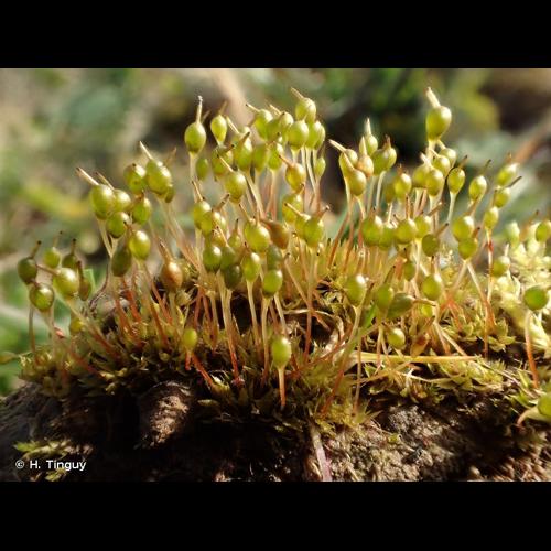 <i>Entosthodon fascicularis</i> (Hedw.) Müll.Hal., 1848 © H. Tinguy