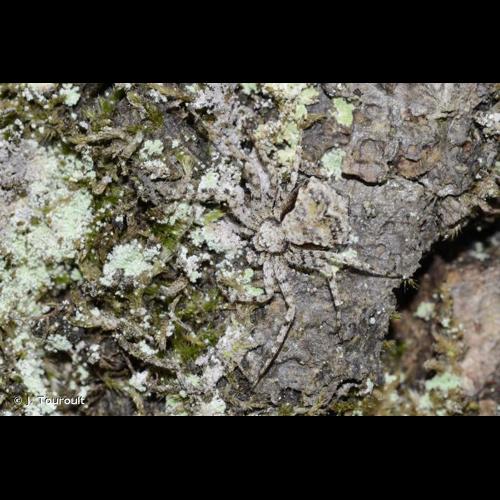 <i>Philodromus margaritatus</i> (Clerck, 1758) &copy; J. Touroult