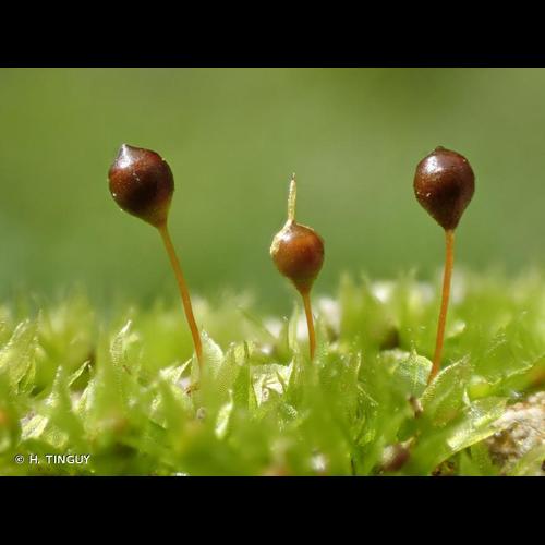 <i>Physcomitrium eurystomum</i> Sendtn., 1841 © H. TINGUY