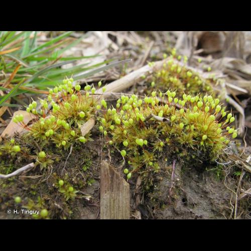 <i>Physcomitrium pyriforme</i> (Hedw.) Bruch & Schimp. © H. Tinguy