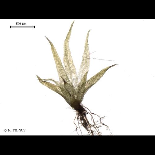 <i>Ephemerum cohaerens</i> (Hedw.) Hampe, 1837 © H. TINGUY