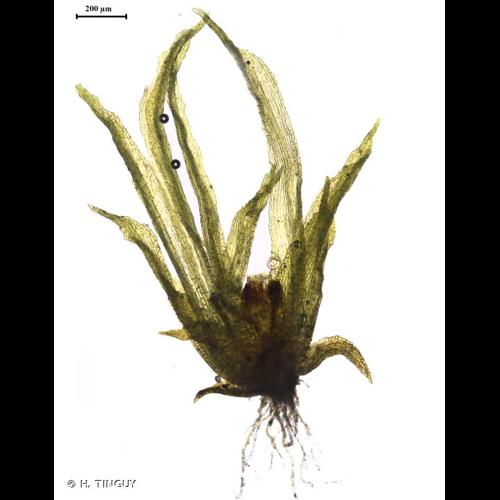<i>Ephemerum recurvifolium</i> (Dicks.) Boulay, 1872 © H. TINGUY