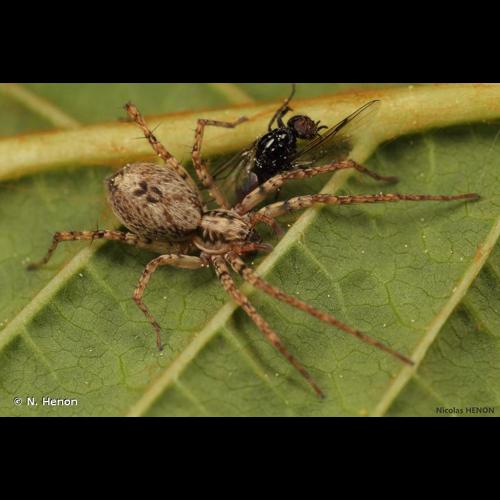 <i>Anyphaena accentuata</i> (Walckenaer, 1802) © N. Henon