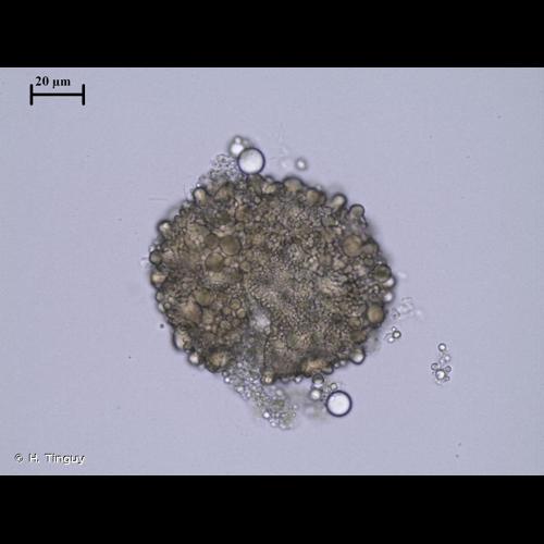 <i>Ephemerum serratum</i> (Hedw.) Hampe, 1837 &copy; H. Tinguy