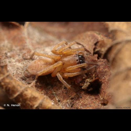 <i>Clubiona terrestris</i> Westring, 1851 © N. Henon