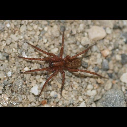 <i>Agroeca proxima</i> (O. Pickard-Cambridge, 1871) &copy; S. Déjean