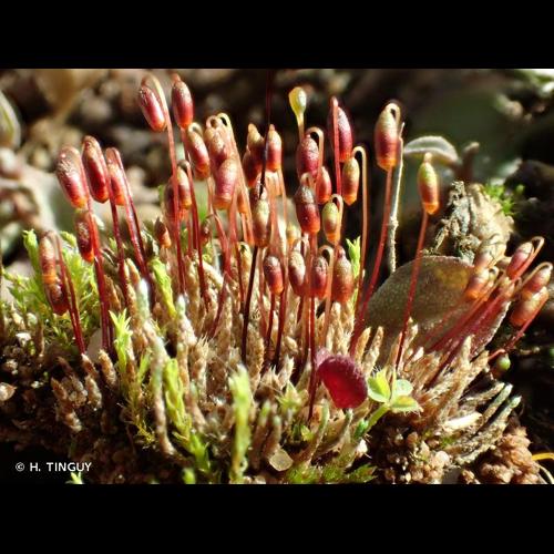 <i>Bryum argenteum</i> Hedw., 1801 &copy; H. TINGUY