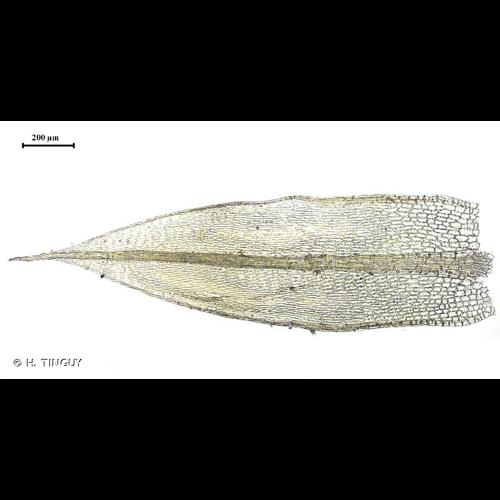<i>Bryum radiculosum</i> Brid., 1817 © H. TINGUY