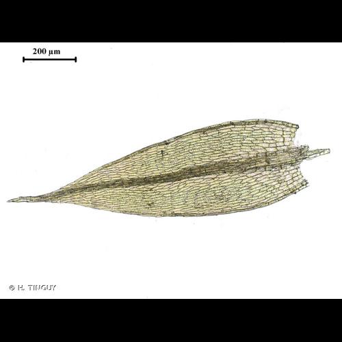 <i>Bryum ruderale</i> Crundw. & Nyholm, 1963 &copy; H. TINGUY