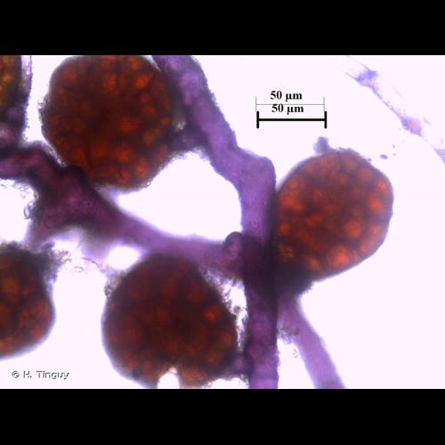 <i>Bryum violaceum</i> Crundw. & Nyholm, 1963 &copy; H. Tinguy