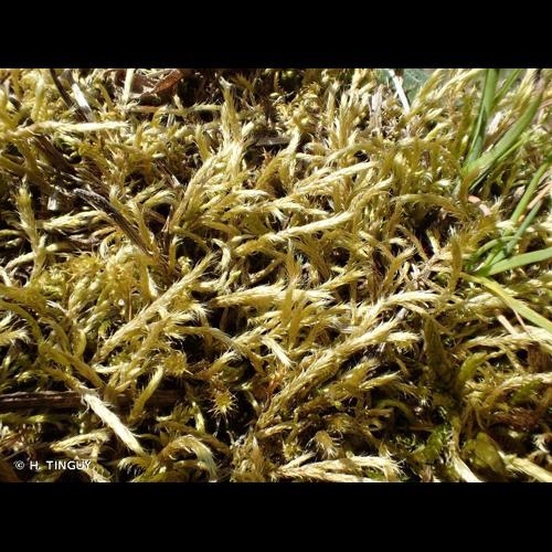 <i>Brachythecium albicans</i> (Hedw.) Schimp., 1853 &copy; H. TINGUY