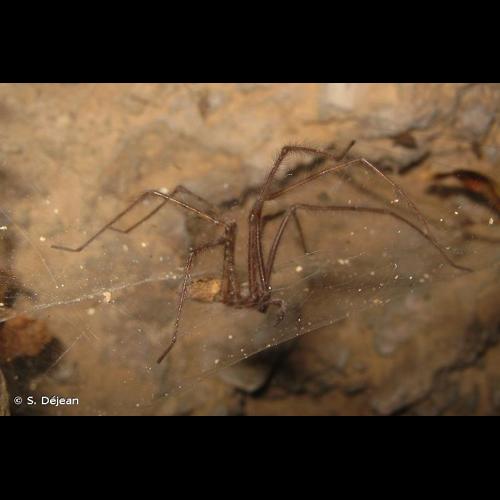 <i>Tegenaria parietina</i> (Fourcroy, 1785) © S. Déjean