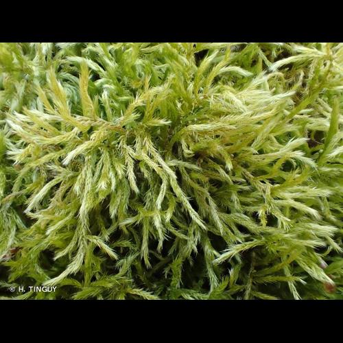 <i>Brachythecium glareosum</i> (Bruch ex Spruce) Schimp., 1853 © H. TINGUY