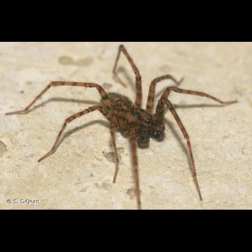 <i>Tegenaria silvestris</i> L. Koch, 1872 © S. Déjean