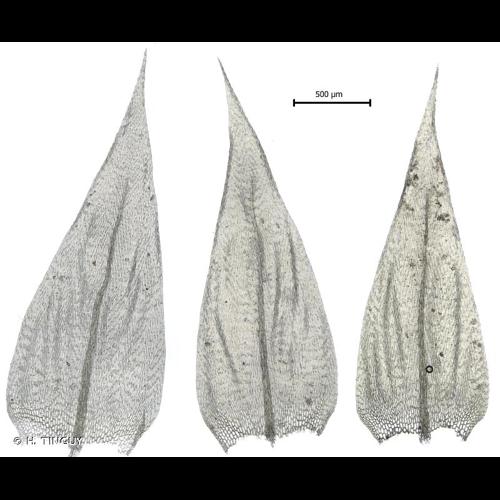 <i>Brachythecium mildeanum</i> (Schimp.) Schimp., 1862 &copy; H. TINGUY