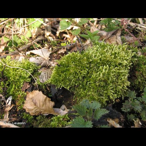 <i>Brachythecium rutabulum</i> (Hedw.) Schimp., 1853 © G. Leveslin