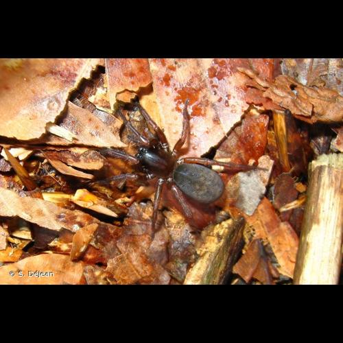 <i>Coelotes terrestris</i> (Wider, 1834) © S. Déjean