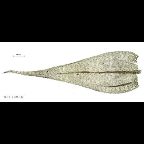 <i>Brachythecium salebrosum</i> (Hoffm. ex F.Weber & D.Mohr) Schimp., 1853 [nom. cons.] © H. TINGUY