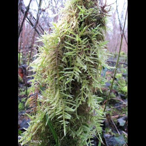 <i>Cirriphyllum piliferum</i> (Hedw.) Grout, 1898 © H. TINGUY