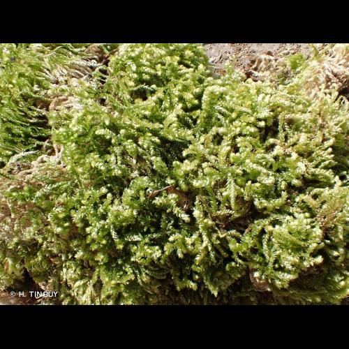 <i>Eurhynchium angustirete</i> (Broth.) T.J.Kop., 1967 © H. TINGUY