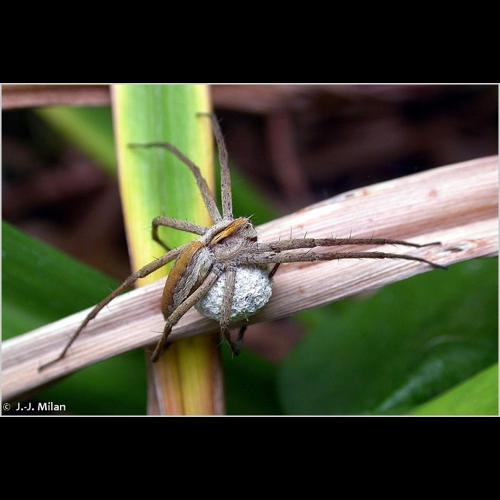 <i>Pisaura mirabilis</i> (Clerck, 1758) © J.-J. Milan