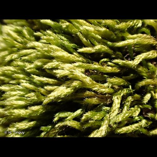 <i>Cirriphyllum crassinervium</i> (Taylor) Loeske & M.Fleisch., 1907 &copy; H. Tinguy