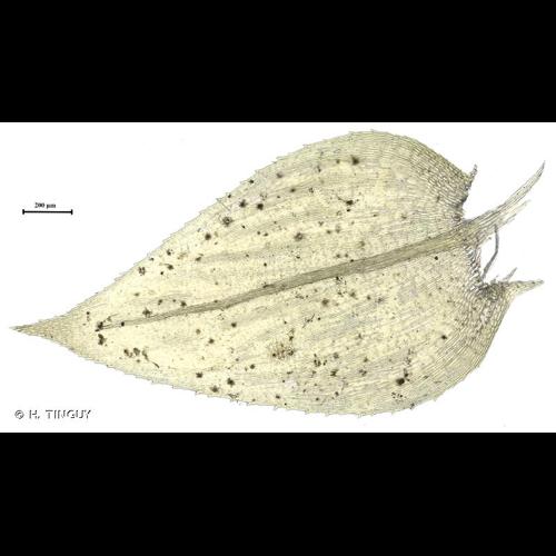 <i>Oxyrrhynchium speciosum</i> (Brid.) Warnst., 1905 © H. TINGUY