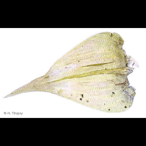 <i>Plasteurhynchium striatulum</i> (Spruce) M.Fleisch., 1925 © H. Tinguy