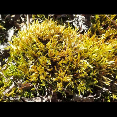 <i>Homalothecium lutescens</i> (Hedw.) H.Rob., 1962 © H. TINGUY