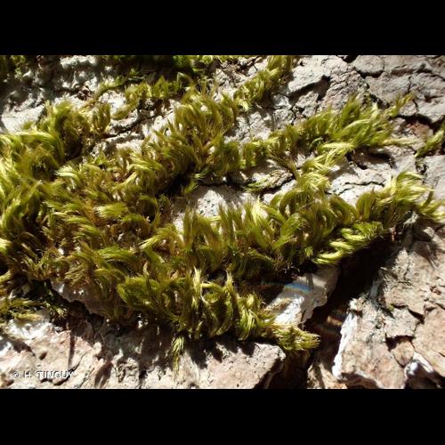 <i>Homalothecium sericeum</i> (Hedw.) Schimp., 1851 &copy; H. TINGUY