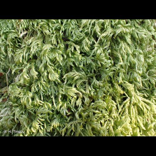 <i>Isothecium alopecuroides</i> (Lam. ex Dubois) Isov., 1981 © H. Tinguy