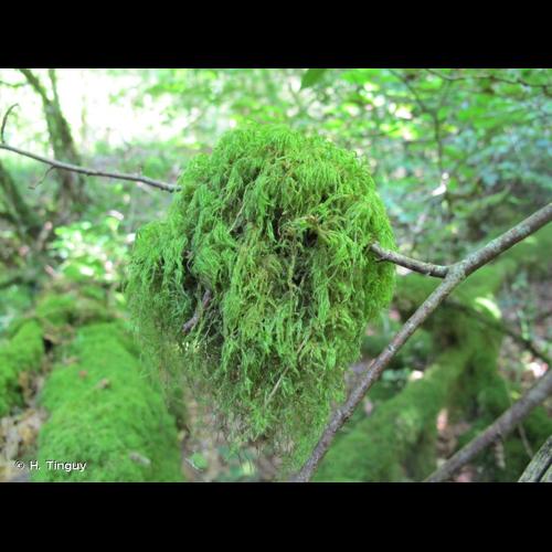 <i>Isothecium myosuroides</i> Brid., 1827 © H. Tinguy