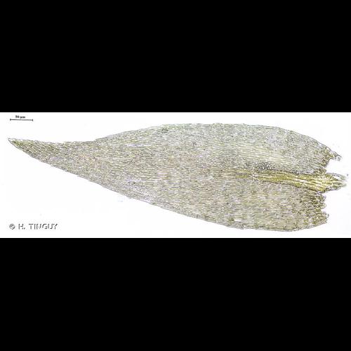 <i>Rhynchostegiella curviseta</i> (Brid.) Limpr., 1896 © H. TINGUY