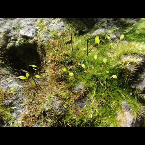 <i>Rhynchostegiella tenella</i> (Dicks.) Limpr., 1890 © H. TINGUY