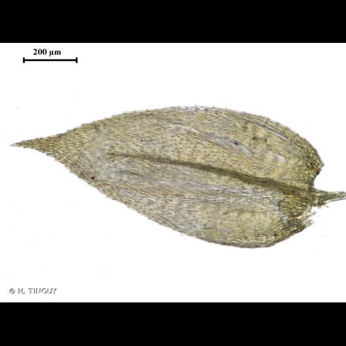 <i>Rhynchostegium confertum</i> (Dicks.) Schimp., 1852 © H. TINGUY