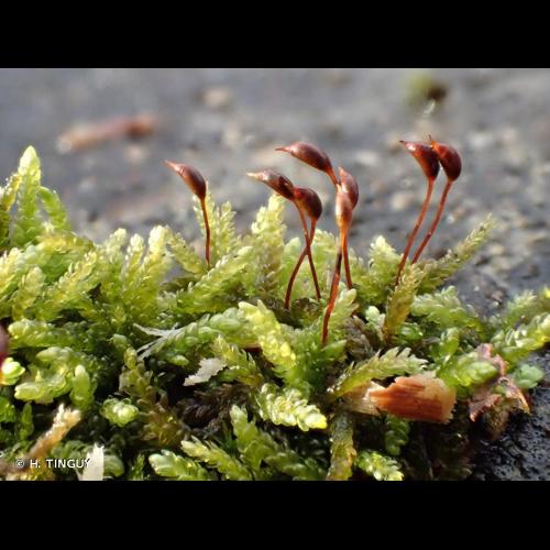 <i>Rhynchostegium murale</i> (Hedw.) Schimp., 1852 © H. TINGUY