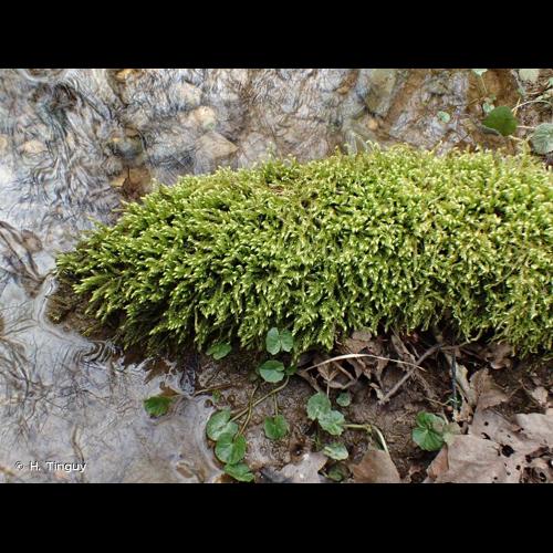 <i>Rhynchostegium riparioides</i> (Hedw.) Cardot, 1913 &copy; H. Tinguy