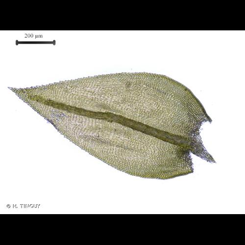 <i>Scorpiurium circinatum</i> (Brid.) M.Fleisch. & Loeske, 1907 © H. TINGUY