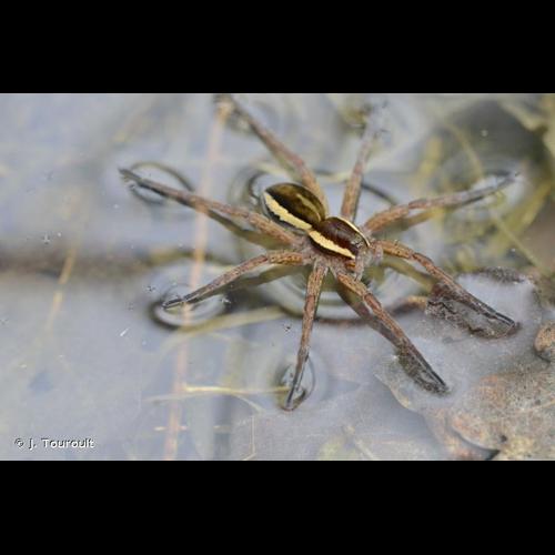 <i>Dolomedes fimbriatus</i> (Clerck, 1758) © J. Touroult