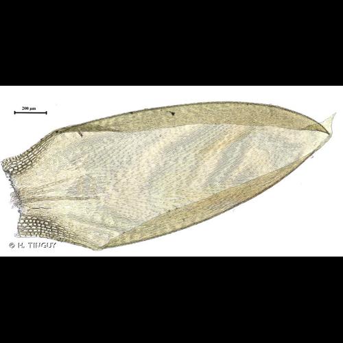 <i>Entodon schleicheri</i> (Schimp.) Demet., 1885 © H. TINGUY